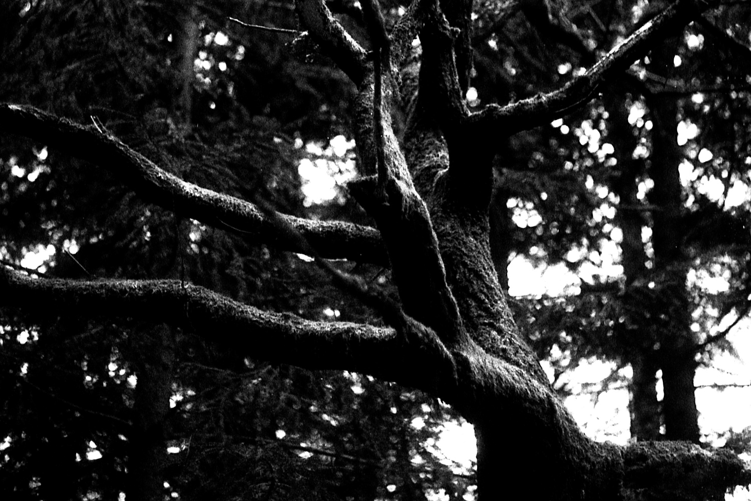 Pia Arhija Mother Nature6